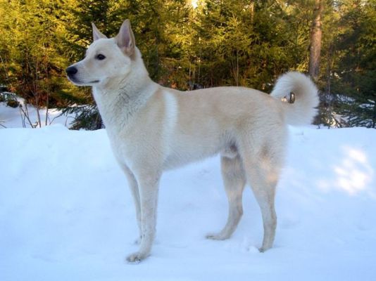 Canaan Dogs in UK