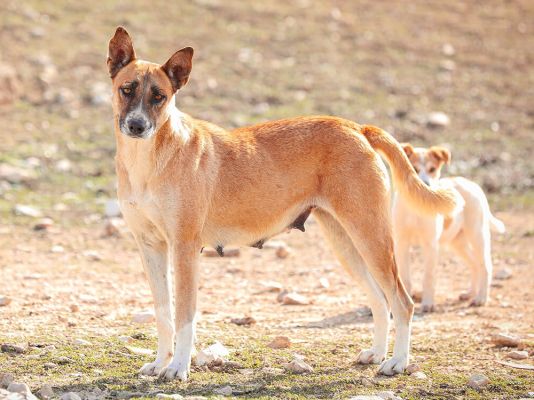 Canaan Dog Breed information