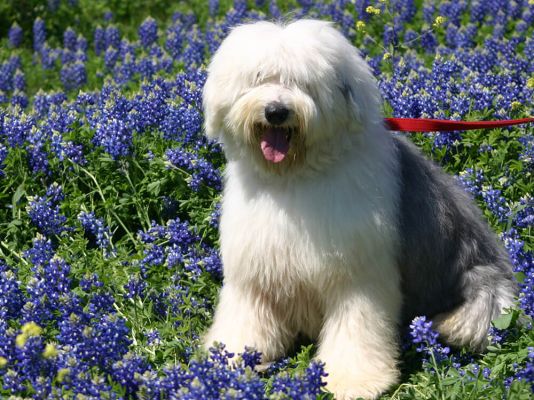 Old English Sheepdogs in the UK