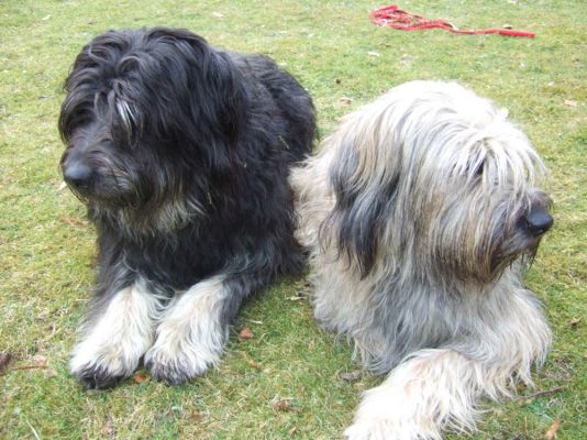 Catalan Sheepdogs in Great Britain