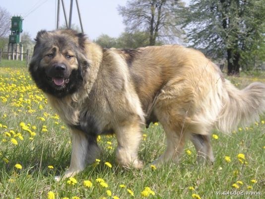 Caucasian Shepherd Dogs in the UK