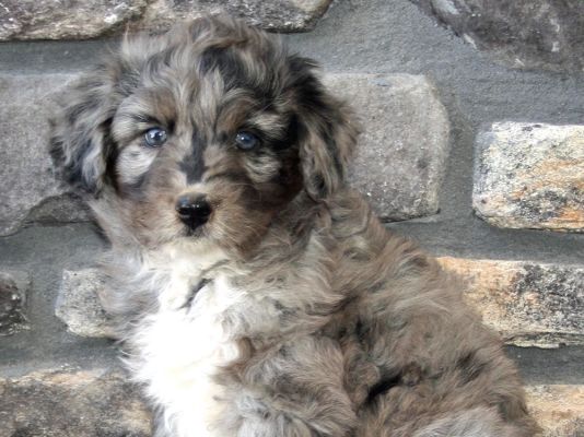 Aussiedoodle Breed information