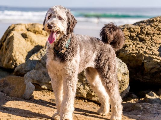 Aussiedoodle Breed