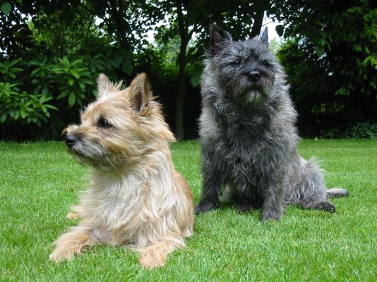 Cairn Terrier Breed information