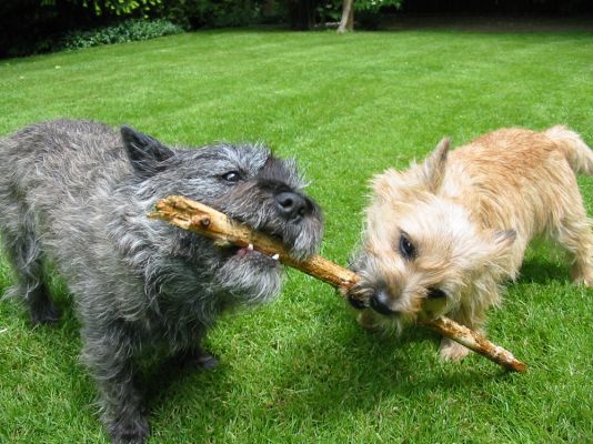 Cairn Terrier Pet in the UK