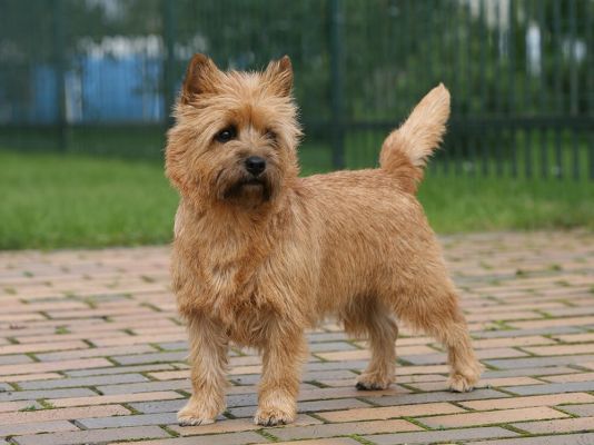 Cairn Terriers Pets in the UK