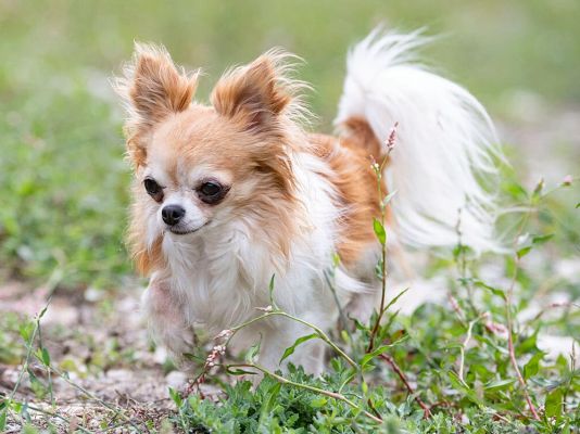 Chihuahuas Pets in the UK