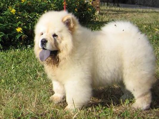 Chow Chows Pets in the UK