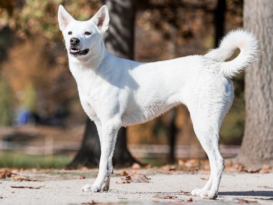 Canaan Dog Dogs