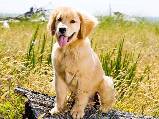 Golden Retriever Dog Breed | UKPets