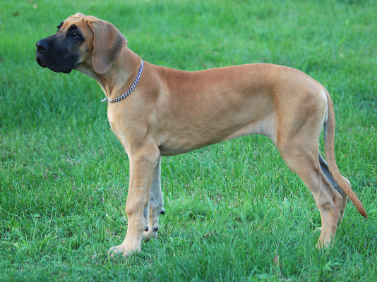 Great Dane Dog Breed