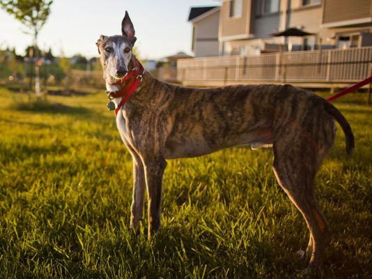 Greyhound Pet in the UK