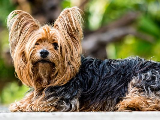 Yorkshire Terrier Breed