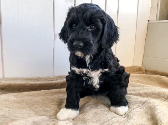 Portuguese Water Dog Breed information
