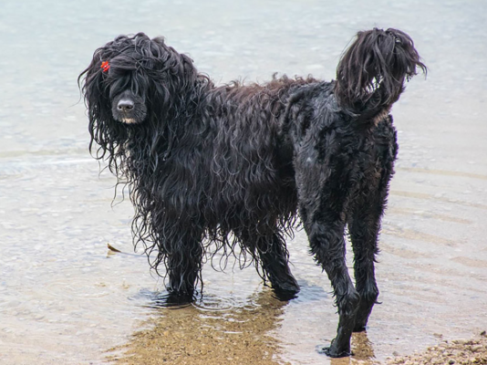 Portuguese Water Dog Pet in the UK