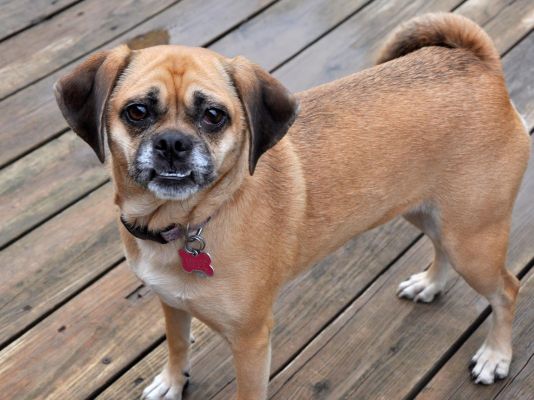 Puggles Pets in the UK