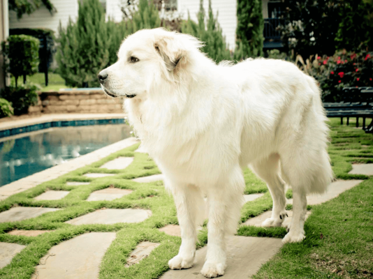 Pyrenean Mountain Dogs Pets in the UK
