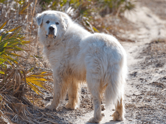 Pyrenean Mountain Dogs in UK