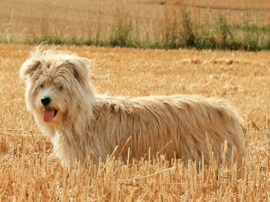Pyrenean Sheepdogs Pets in the UK