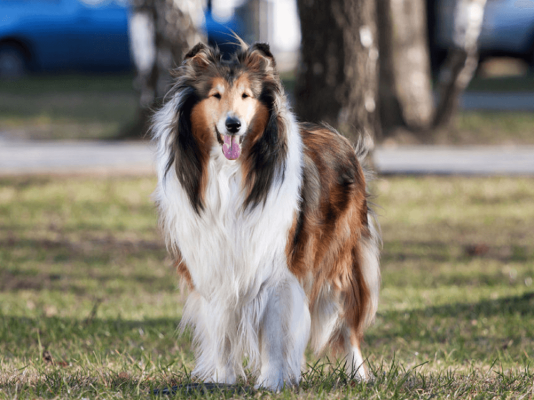 Rough Collies Pets in the UK