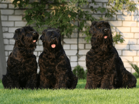 Russian Black Terriers in UK