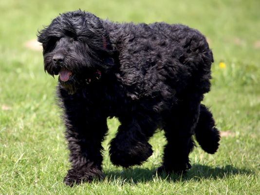 Russian Black Terriers Pets in the UK