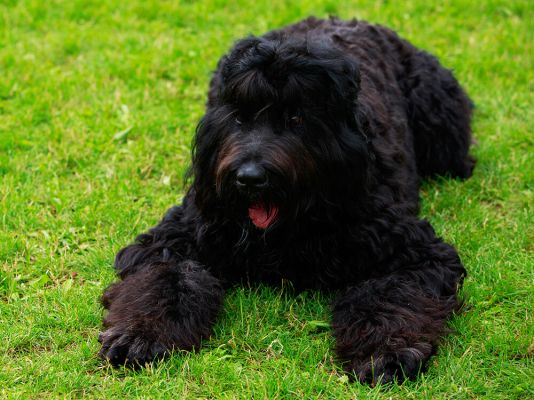 Russian Black Terrier Dog