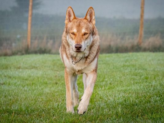 Saarloos Wolfdog Breed information