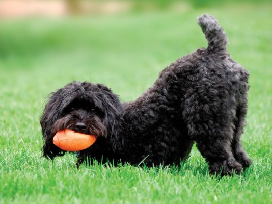 Schnoodle Breed