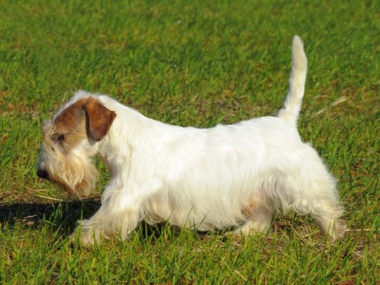 Sealyham Terrier Breed information