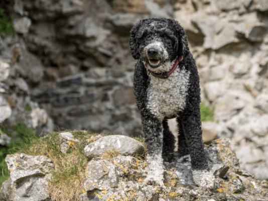 Spanish Water Dogs Pets in the UK
