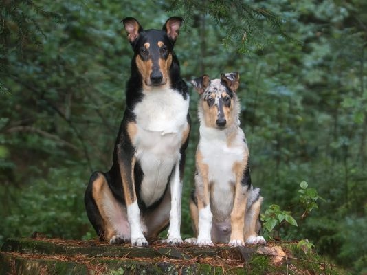 Smooth Collies in UK