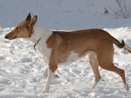 Smooth Collie Dog Breed