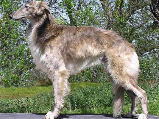 Silken Windhound Pet in the UK