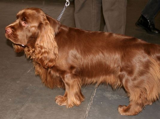Sussex Spaniel Dog Breed