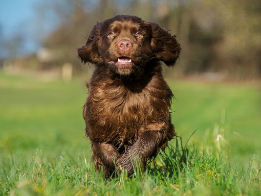 Sussex Spaniels Pets in the UK