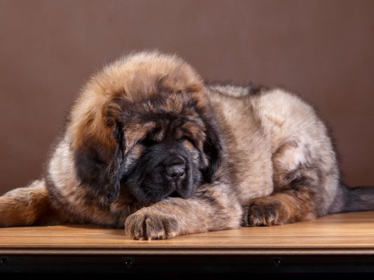 Tibetan Mastiff Breed information
