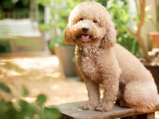 Toy Poodle Breed information