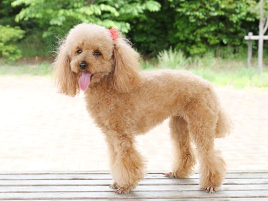 Toy Poodle Pet in the UK