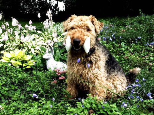 Welsh Terriers Pets in the UK