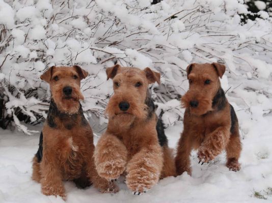 Welsh Terriers