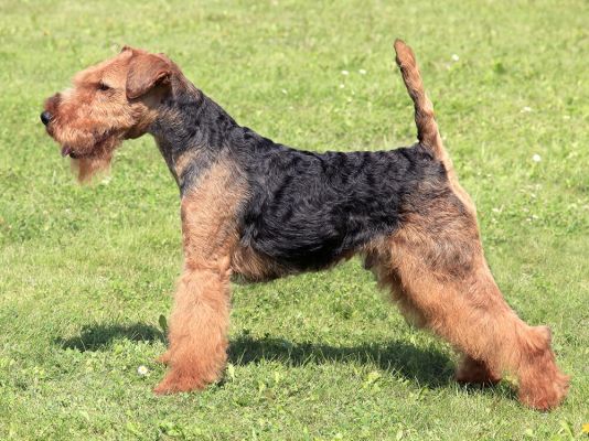 Welsh Terrier Pet in the UK