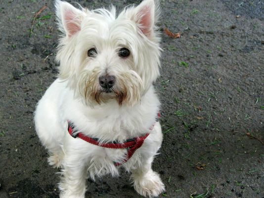 West Highland Terriers Pets in the UK