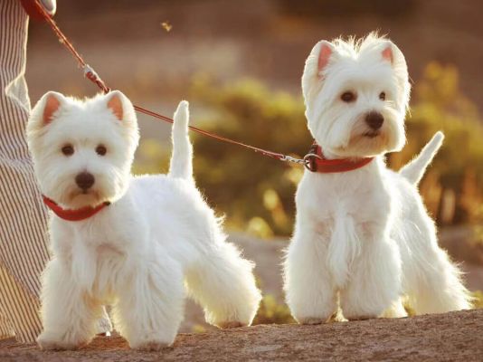 West Highland Terrier Pet in the UK