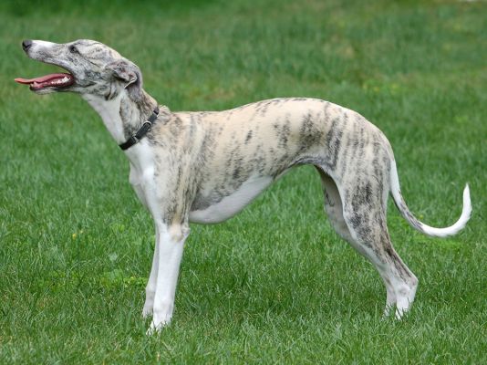 Whippets Pets in the UK