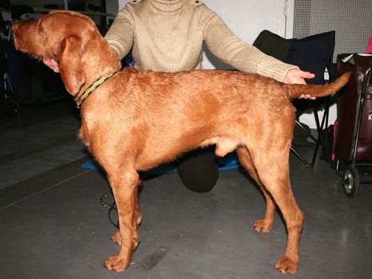 Wirehaired Vizsla Dogs