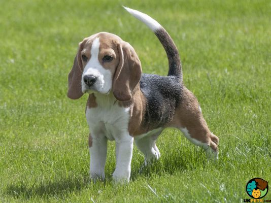 A young Beagle puppy