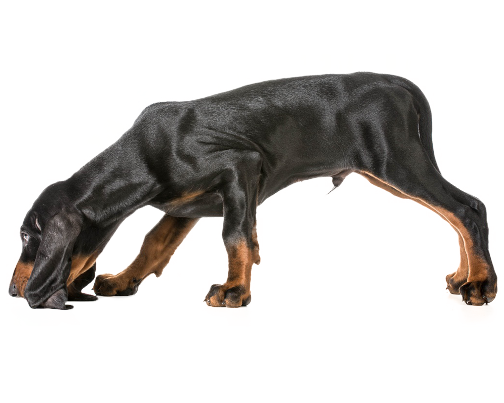 scenthound